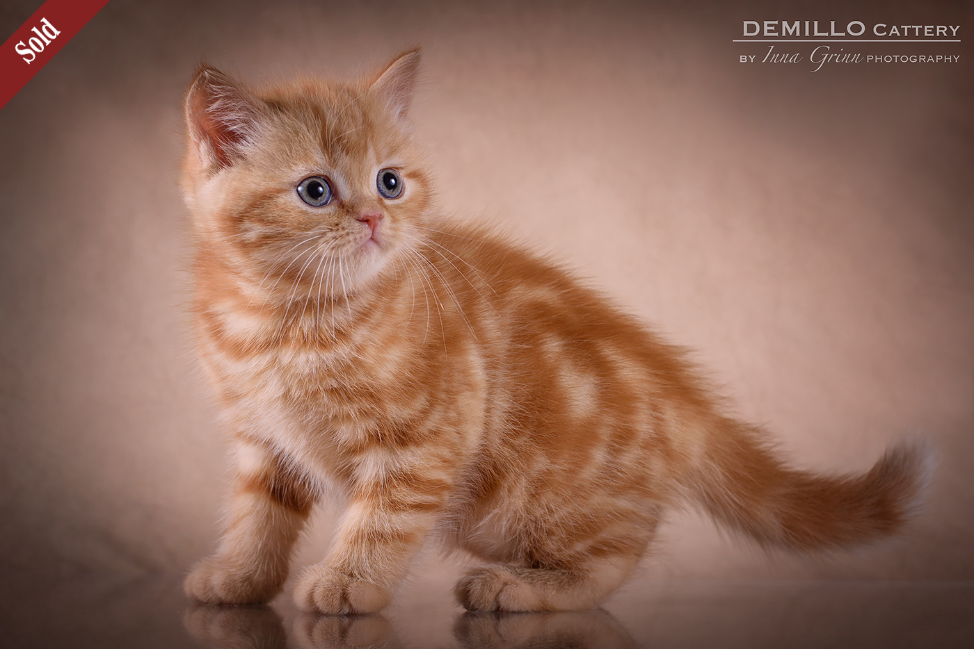 Male, 05.02.2021.