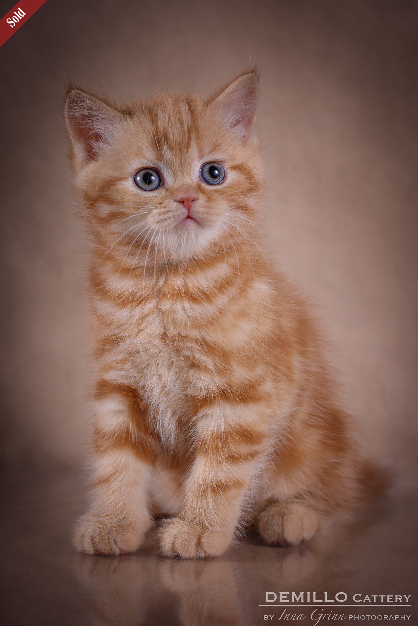 Male, 05.02.2021.