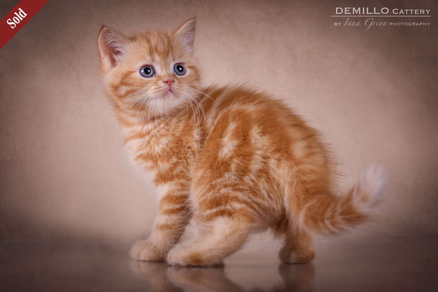 Male, 05.02.2021.