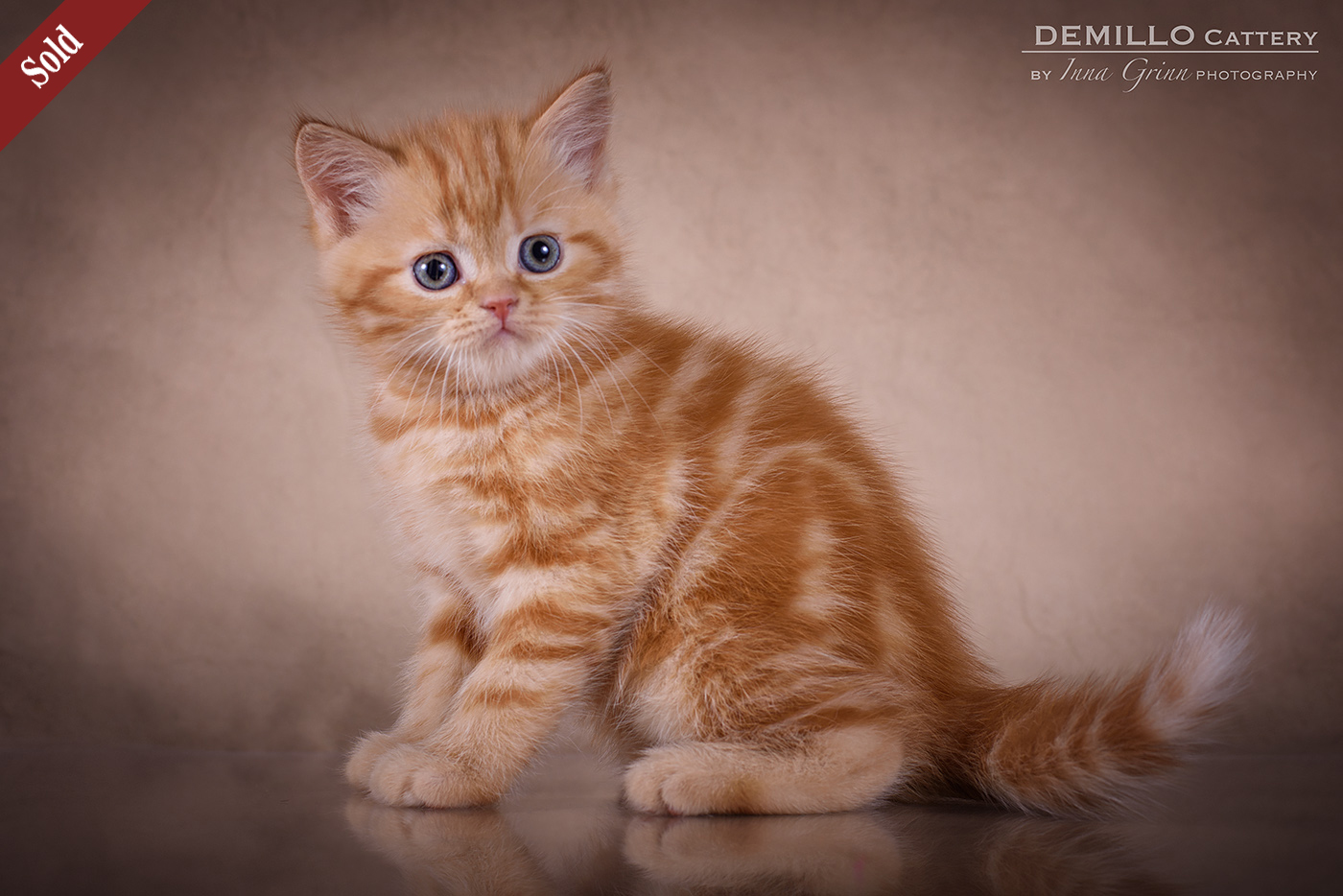 Male, 05.02.2021.
