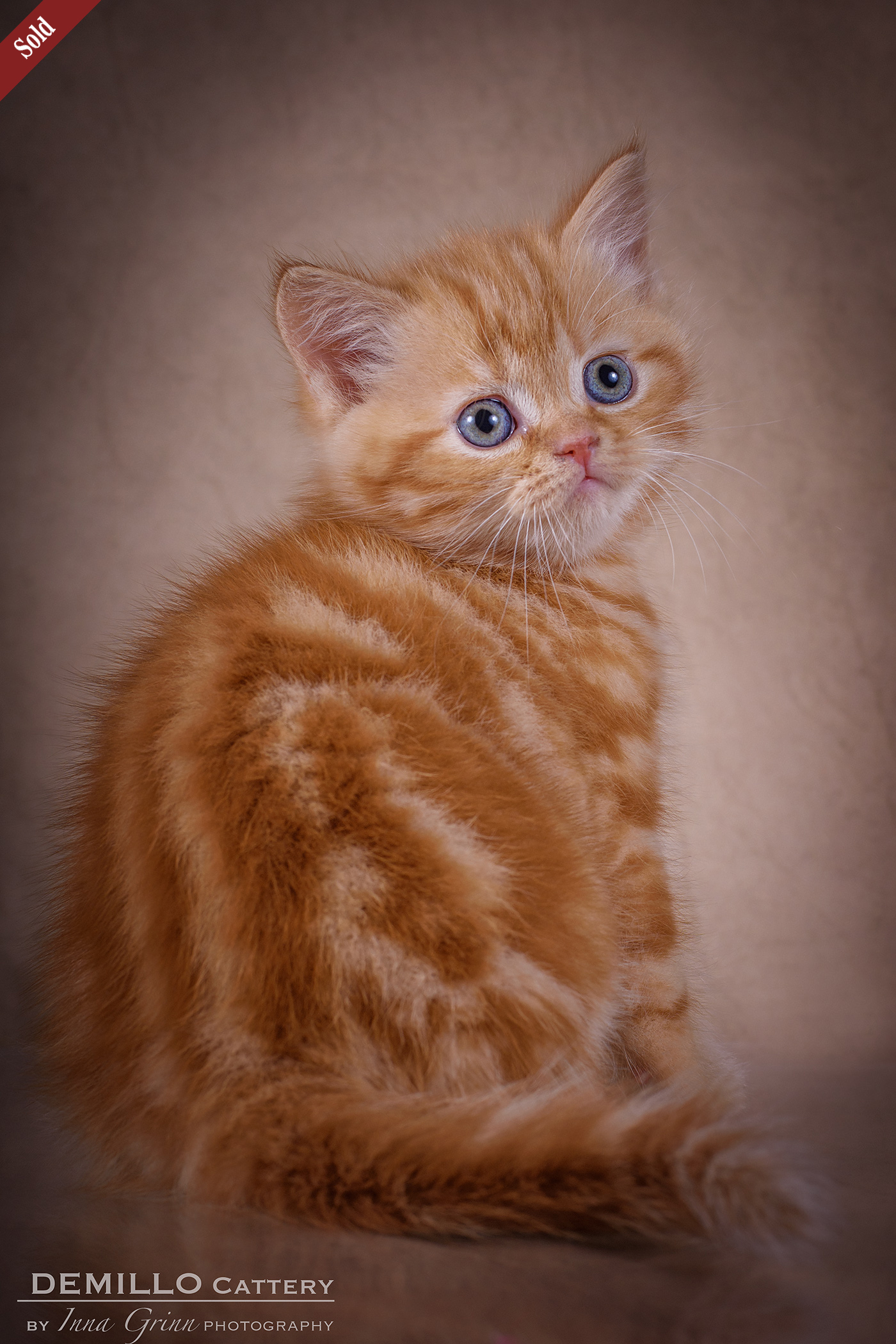 Male, 05.02.2021.