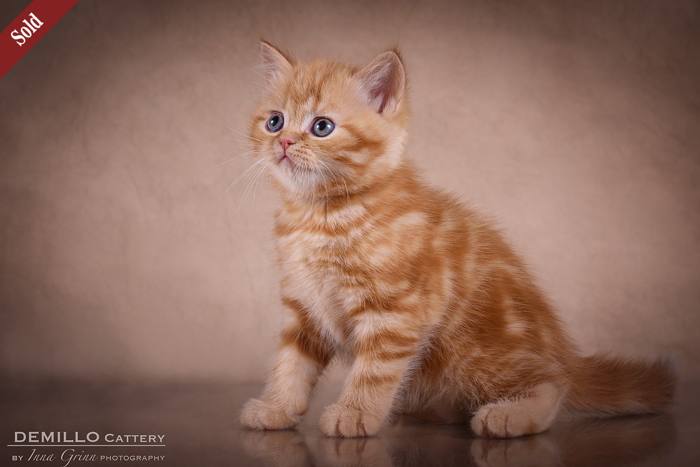 Male, 05.02.2021.