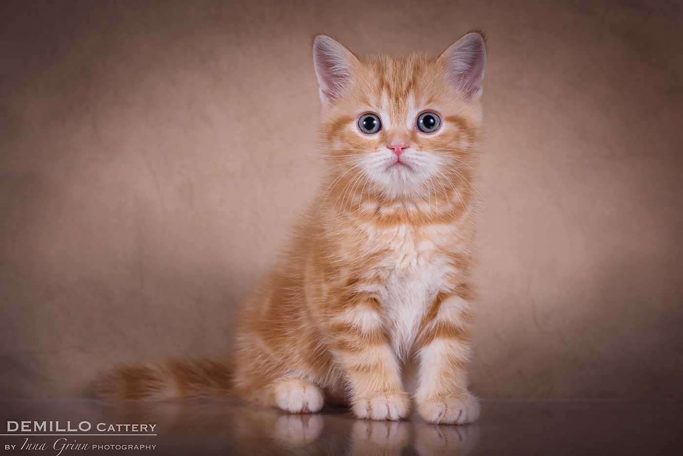Male, 05.02.2021.